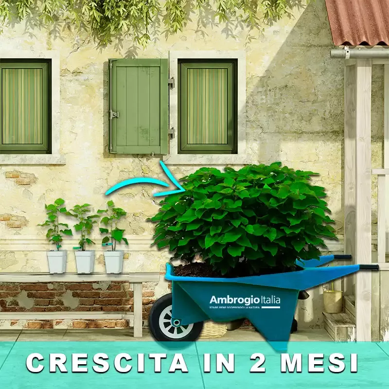 Catambra in vaso da 10 cm dopo 2 mesi di crescita