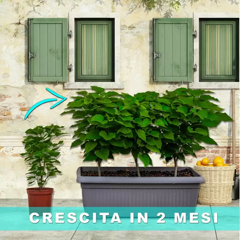 Catambra in vaso da 22 cm dopo 2 mesi di crescita
