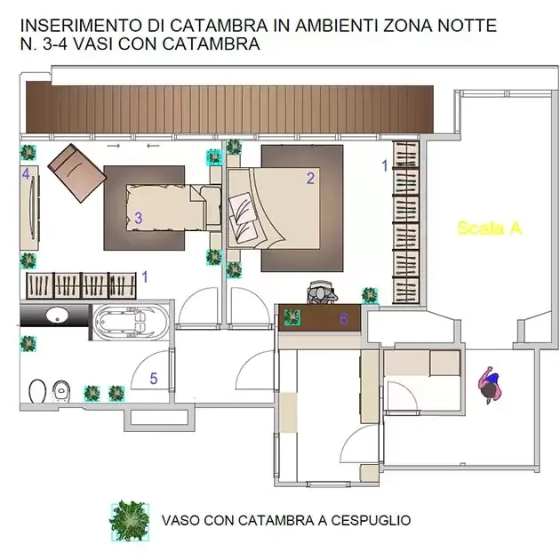 Pianta della zona notte di un appartamento con 3-4 vasi di Catambra a cespuglio distribuiti fra camere, bagno e disimpegno
