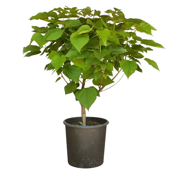 Cespuglio di Catambra di due anni in vaso
