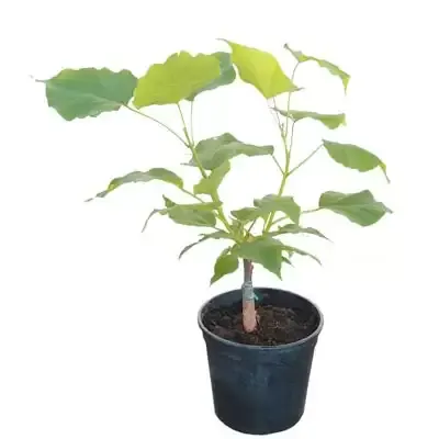 Pianta di Catambra ad innesto in vaso da 18 cm, con il punto d’innesto fasciato sul fusto