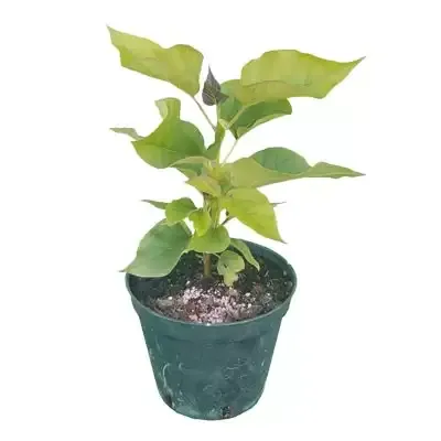 Pianta di Catambra da meristema in vaso tondo da 18 cm