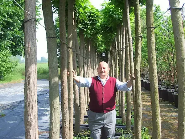 Giovanni Ambrogio nel vivaio, in piedi fra i fusti delle Catambra ad alto fusto allineate in filare