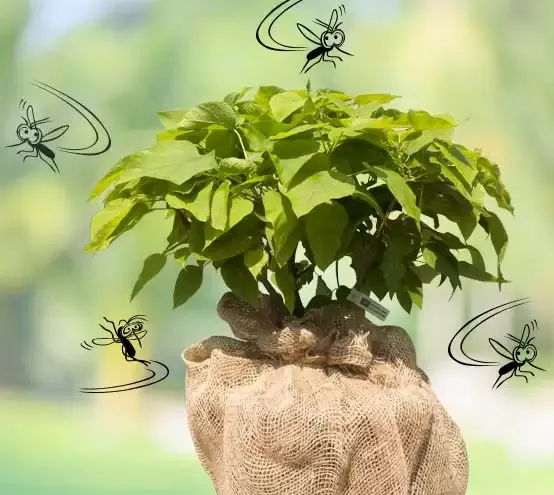 Pianta di Catambra con il pane di terra avvolto nella juta, circondata da zanzare disegnate che le girano attorno