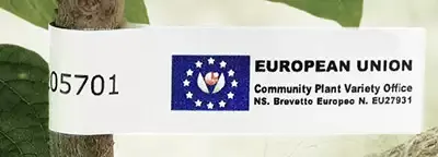 Etichetta antistrappo allacciata al fusto, con il codice alfanumerico e il riferimento al brevetto europeo n. EU27931