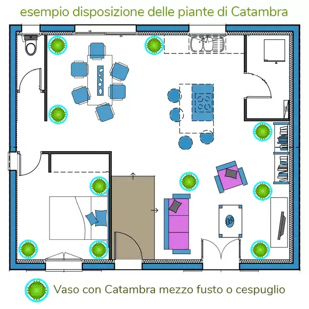 Pianta di un appartamento con i vasi di Catambra mezzo fusto o a cespuglio segnalati in verde in ogni stanza