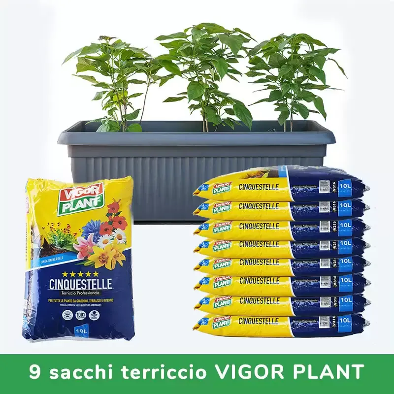 Vasiera con tre piante di Catambra e sacchi di terriccio Vigor Plant, offerta completa per il terrazzo