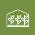 Plantas de Catambra colocadas en grupo