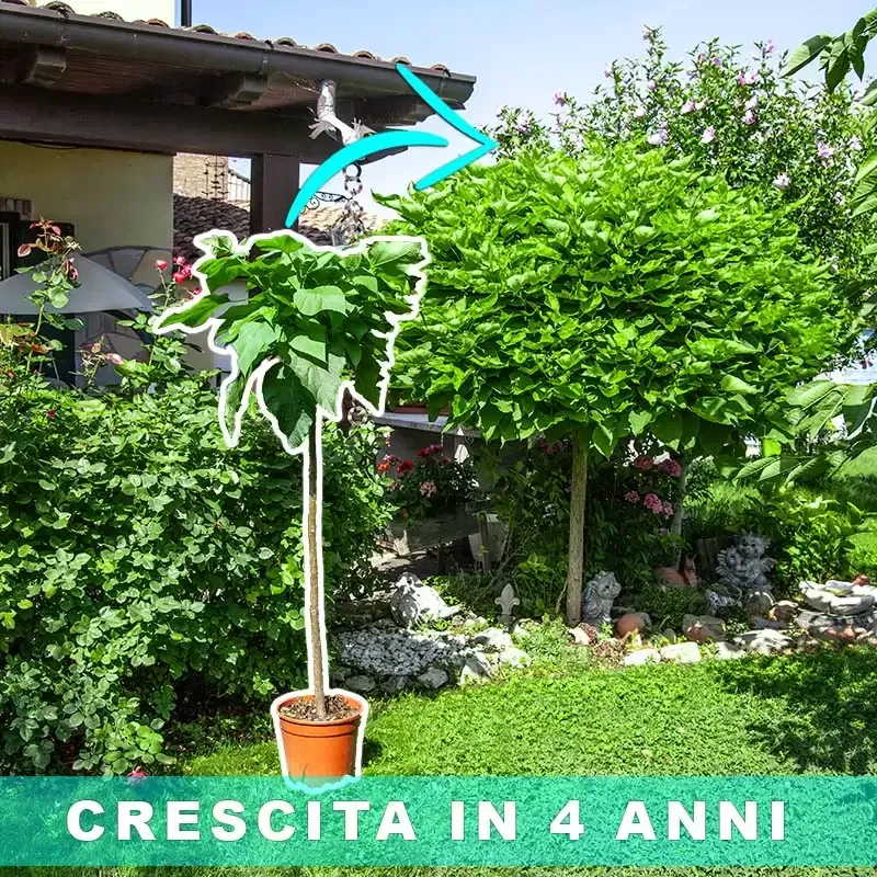 Pianta Catambra adulta