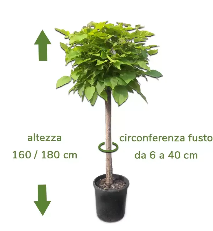 Pianta di Catambra a mezzo fusto con foglie, alta 180 cm