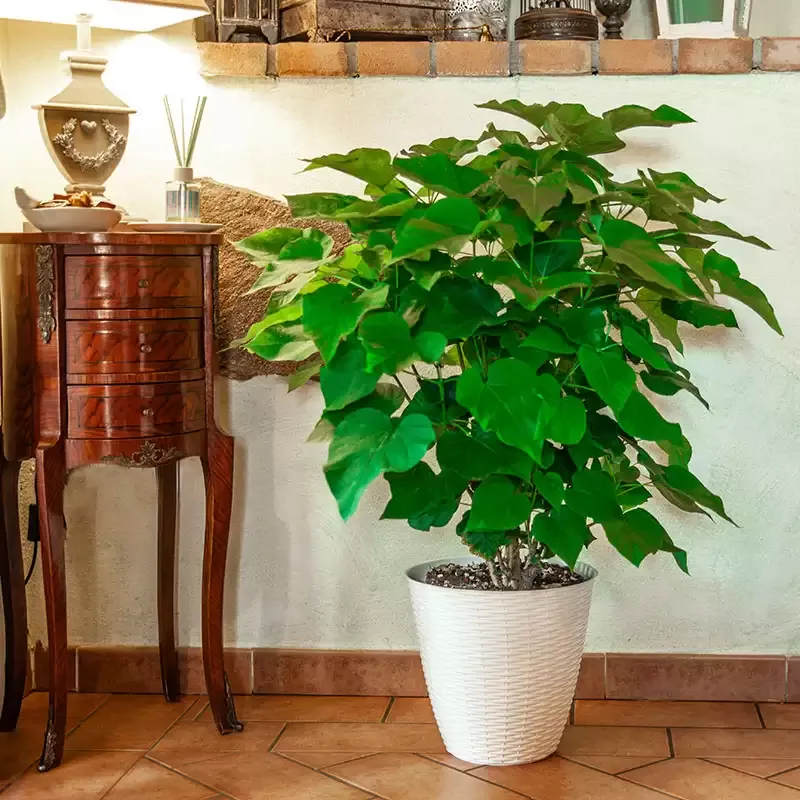 Planta Catambra en arbusto