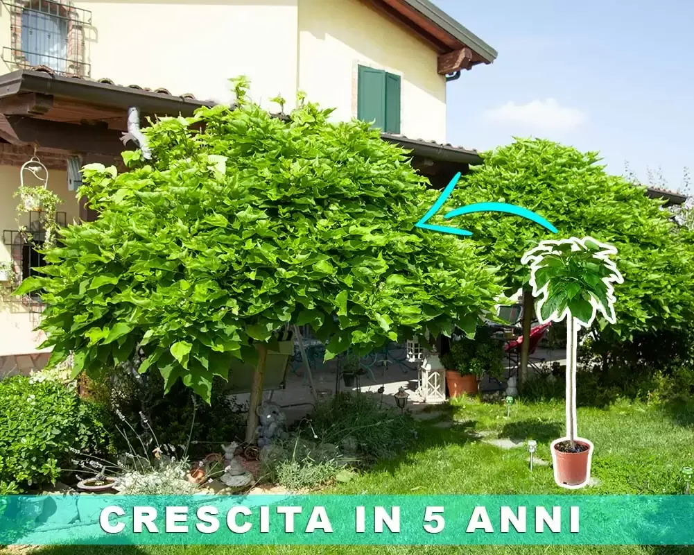 Fase di crescita della pianta Catambra