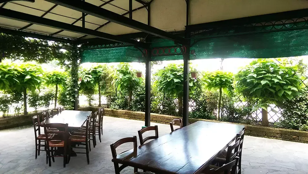 Piante Catambra in un ristorante