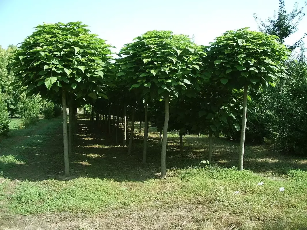 Piante Catambra nel vivaio Ambrogio