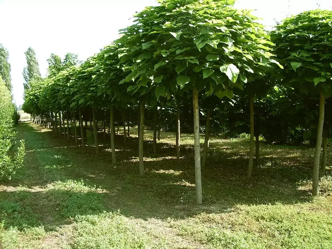 Piante Catambra nel vivaio