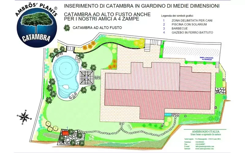 Piante di Catambra ad alto fusto disposte lungo il bordo di una piscina