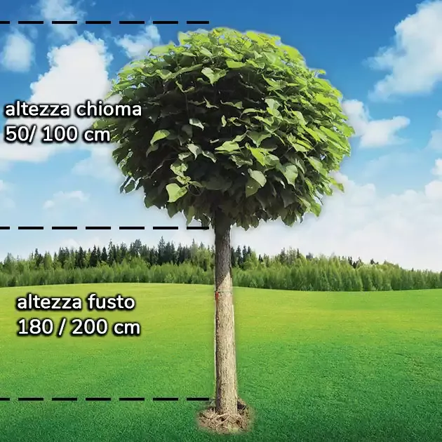 Pianta Catambra ad alto fusto con indicazione dell'altezza di chioma e fusto