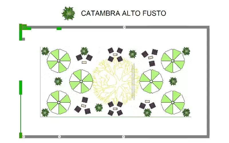 Pianta di Catambra ad alto fusto in ampio spazio esterno