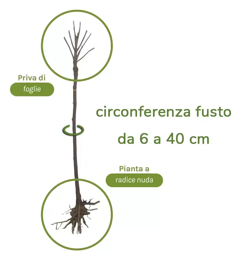 Pianta di Catambra a mezzo fusto a radice nuda, circonferenza 40 cm