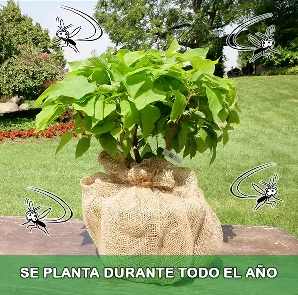 Planta Catambra, se planta durante todo el año