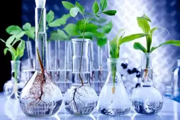 Piantine con le radici scoperte immerse in beute e provette di vetro, in un laboratorio di ricerca